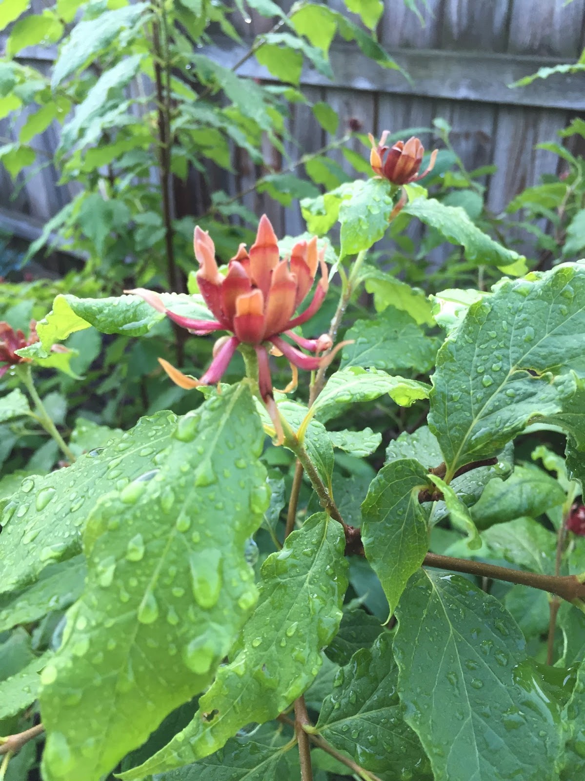Native Plants From Alabama Sweet Shrub