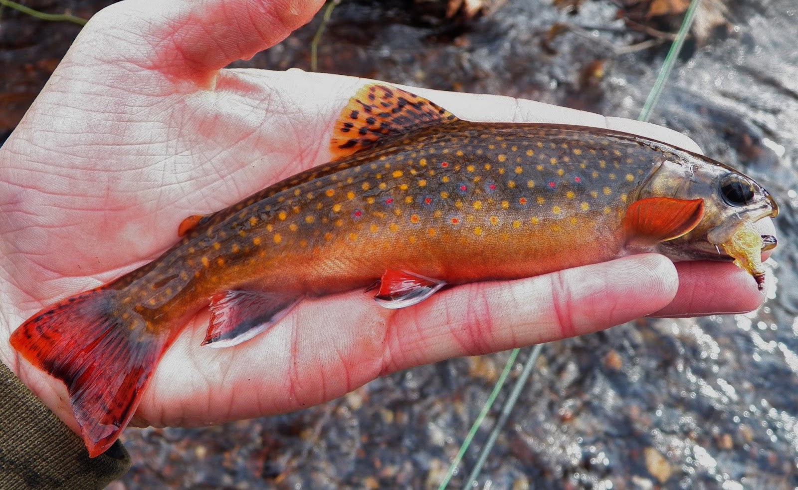 Connecticut Fly Angler A Memorable Brook Trout