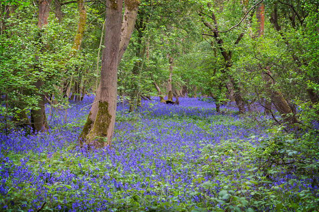 Woodland filled with bluebells at Brampton Wood Nature Reserve