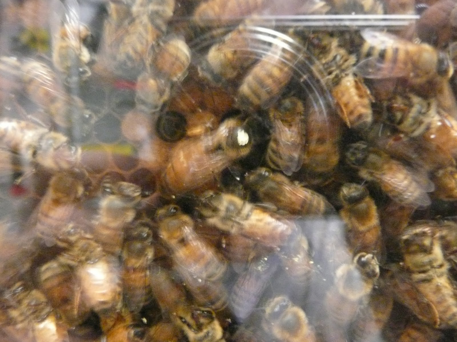 Science Questions from 5th-Graders: What does the queen bee do?
