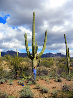 Huge Saguaro, little me