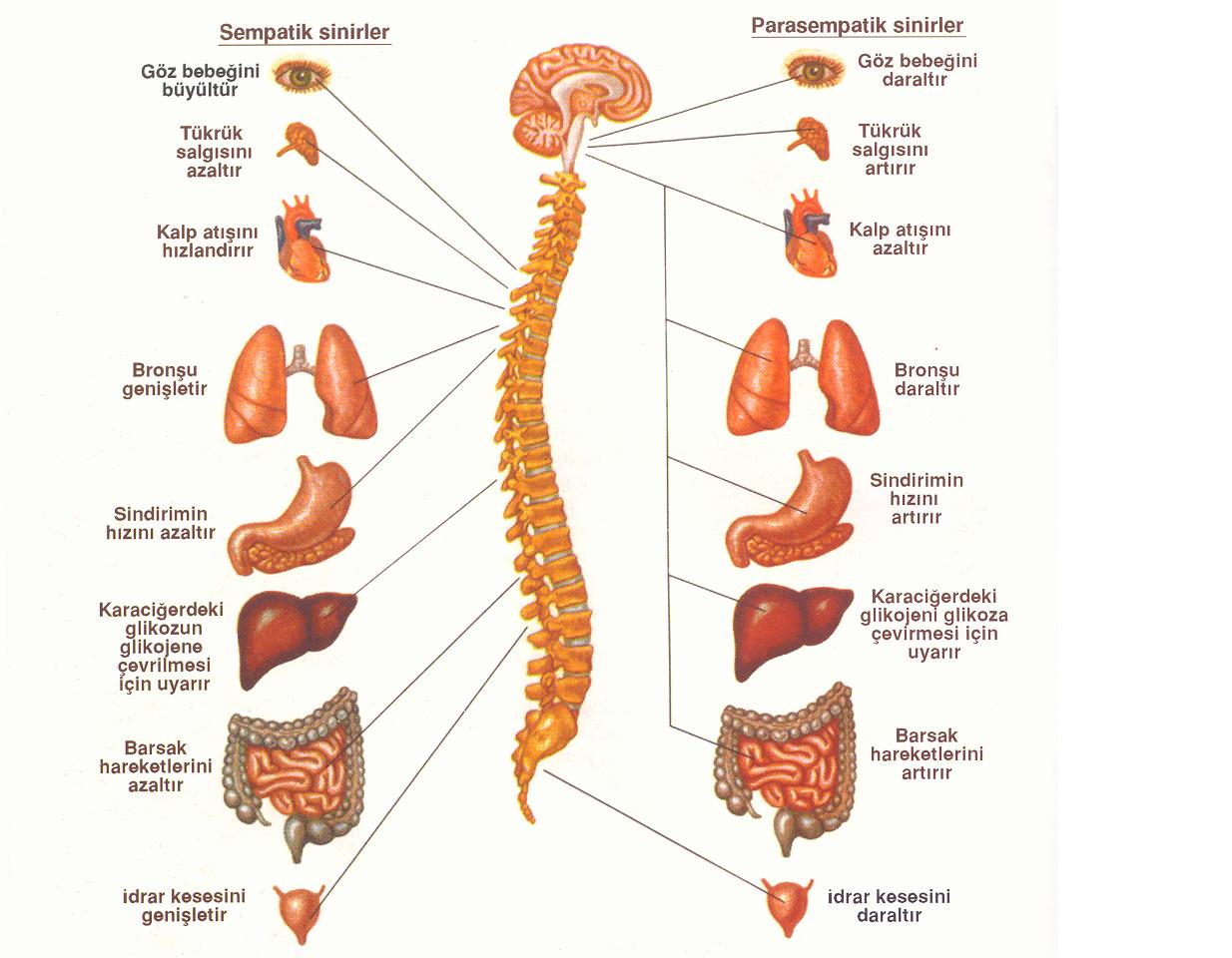 Sistemler: Sinir Sistemi