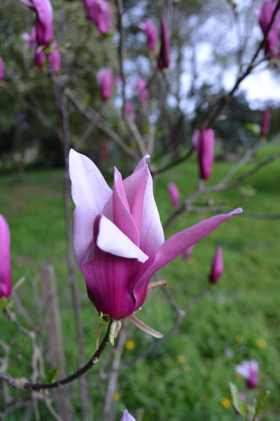 Magnolia púrpura. Flor tonos rosas, arbusto proterante. Magnolia
