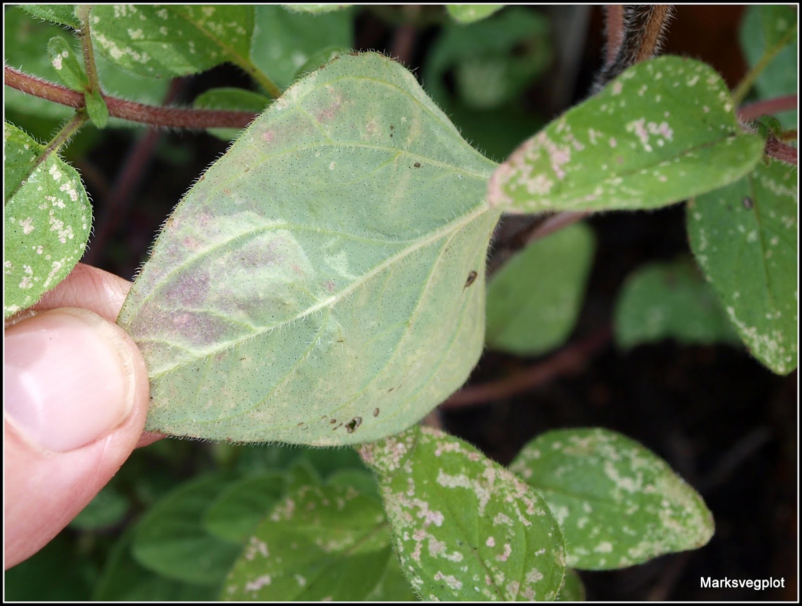 Mark's Veg Plot More pics of the Oregano
