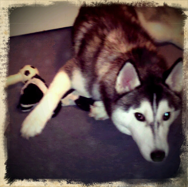 Sam Bock Illustration & Design Koda the Toy Hoarder