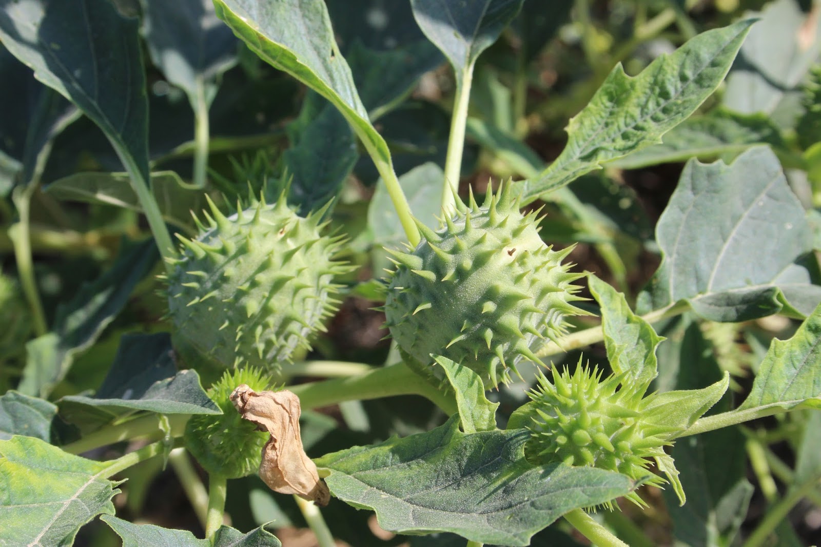 Дурнопьян растение как выглядит Дурнопьян растение как выглядит