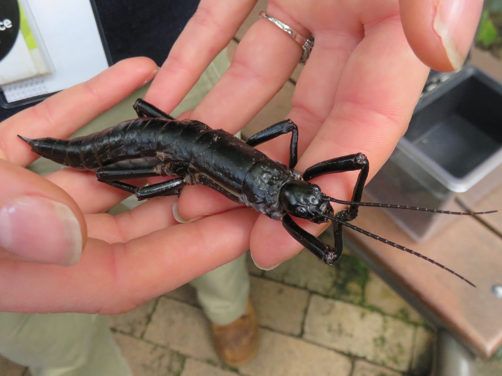 The remarkable tree lobster