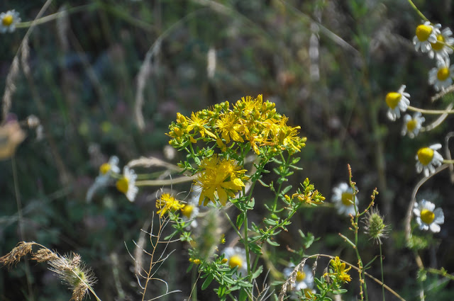 St John's wort - Hypericum perforatum