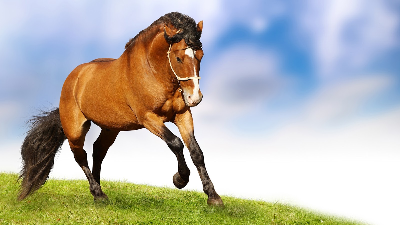 Wallpapers World Horse Wallpapers Free Download For