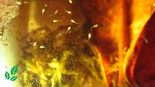 Budidaya Infusoria Budidaya Infusoria