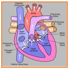 Pembuluh darah yang kaya dengan oksigen berasal dari paru-paru dan masuk ke serambi kiri adalah