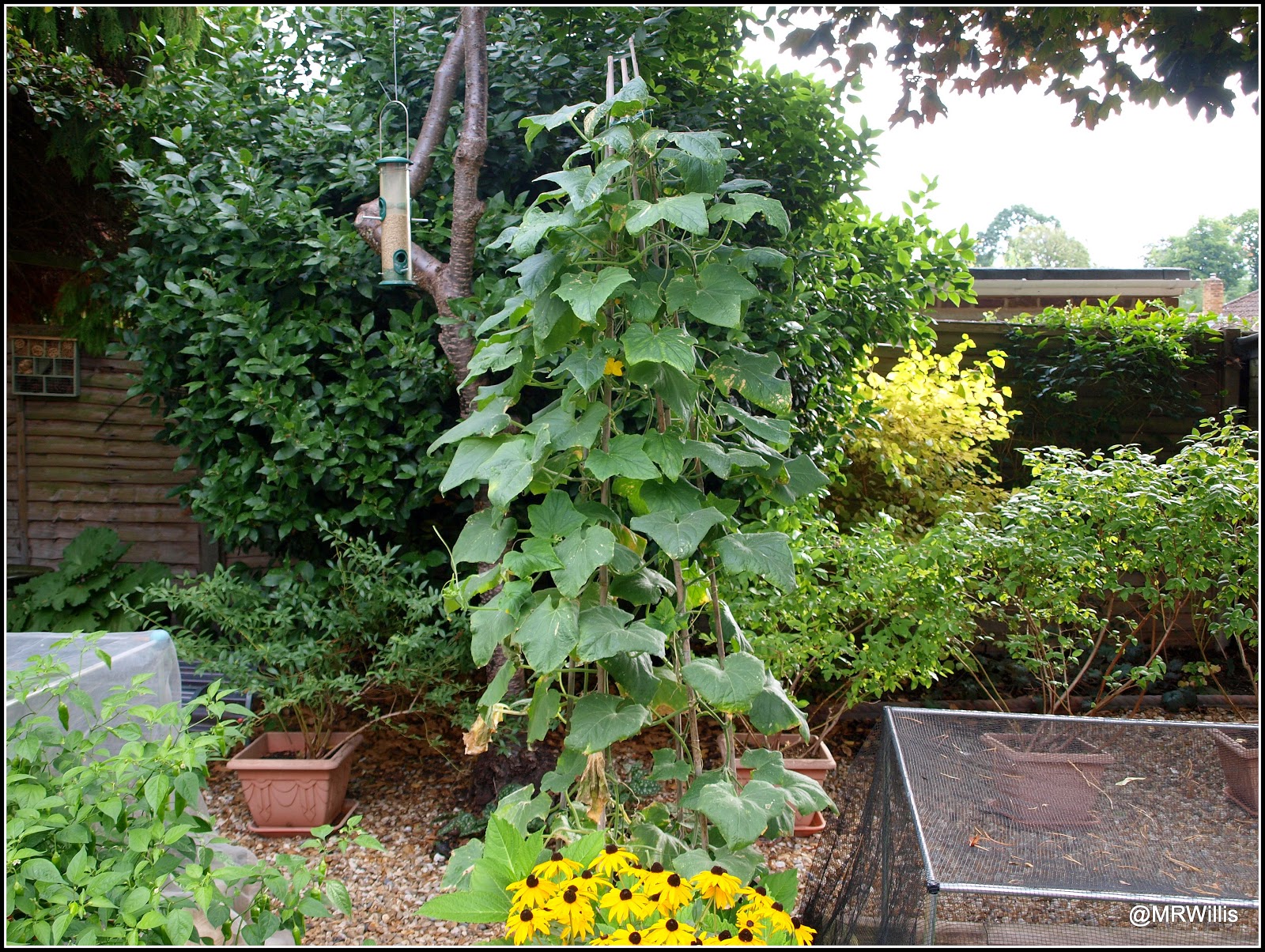 Mark's Veg Plot Endofseason cucumbers