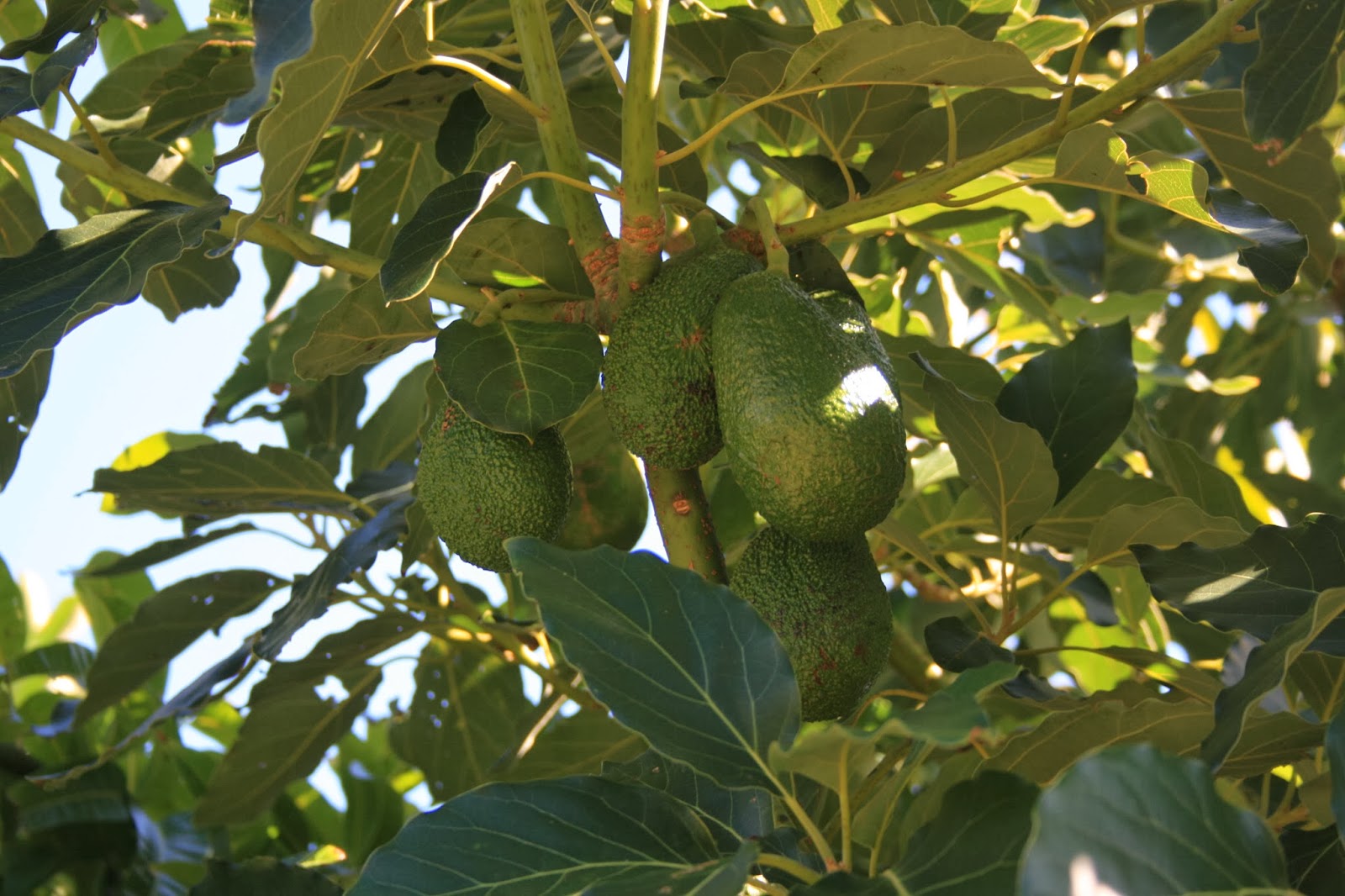 Merryn's Menu: Forster Foliage in February