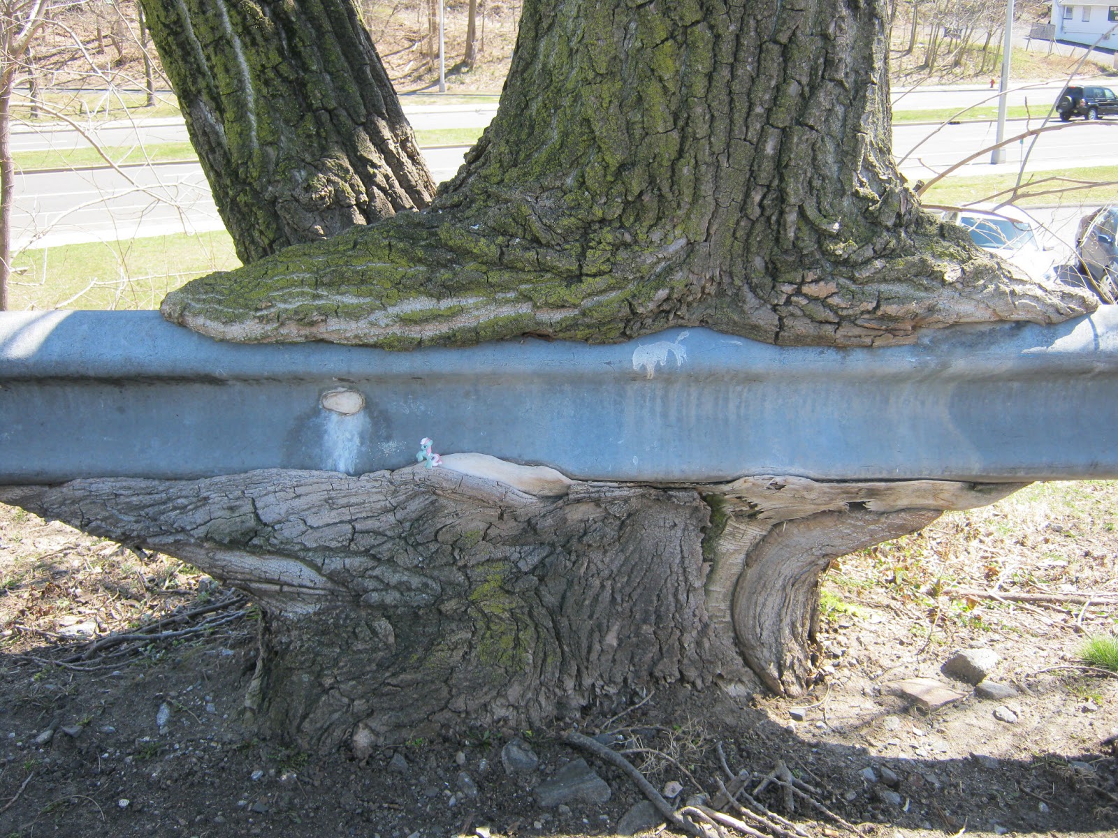 Where's Minty? Trees Growing Through Stuff