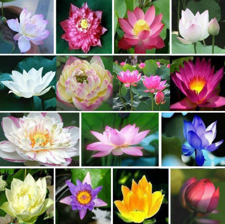 Cach trong hoa sen mini Nhat du sac mau cho nha thom ngat, ruc ro ngay he - Anh 3