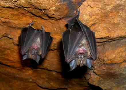 Imágenes del mundo animal: Murciélago