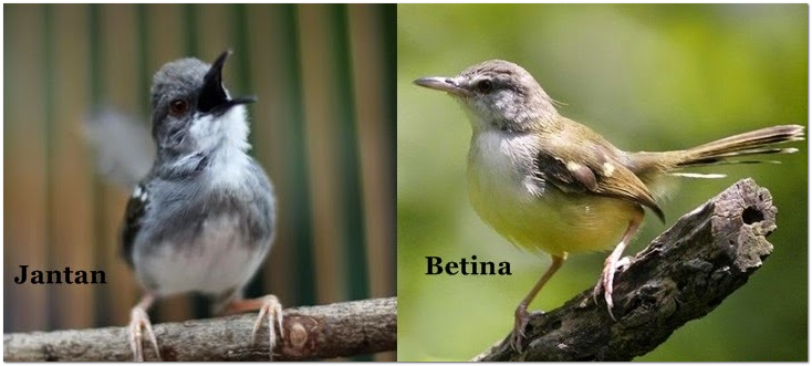 Cara Membedakan Ciblek Jantan Dan Betina Tips Gacor