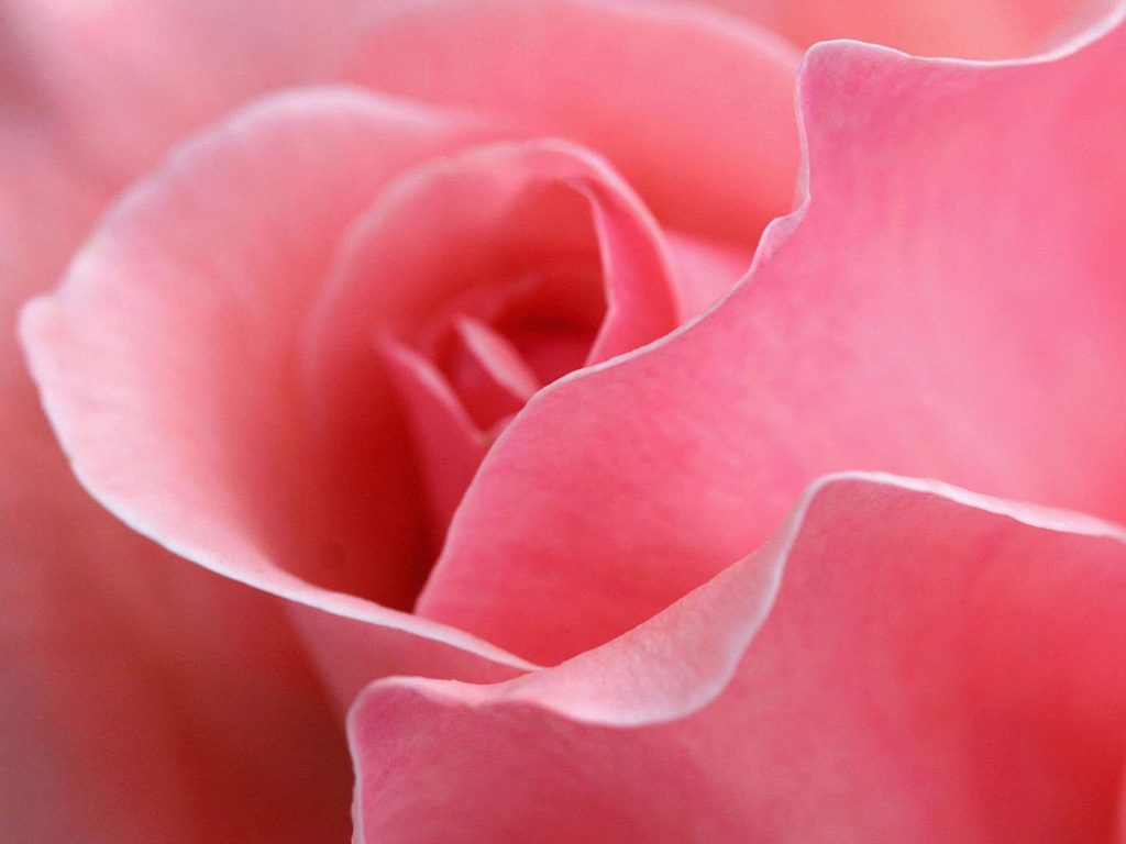 Valentine Day 2014: Wallpaper Pink Roses