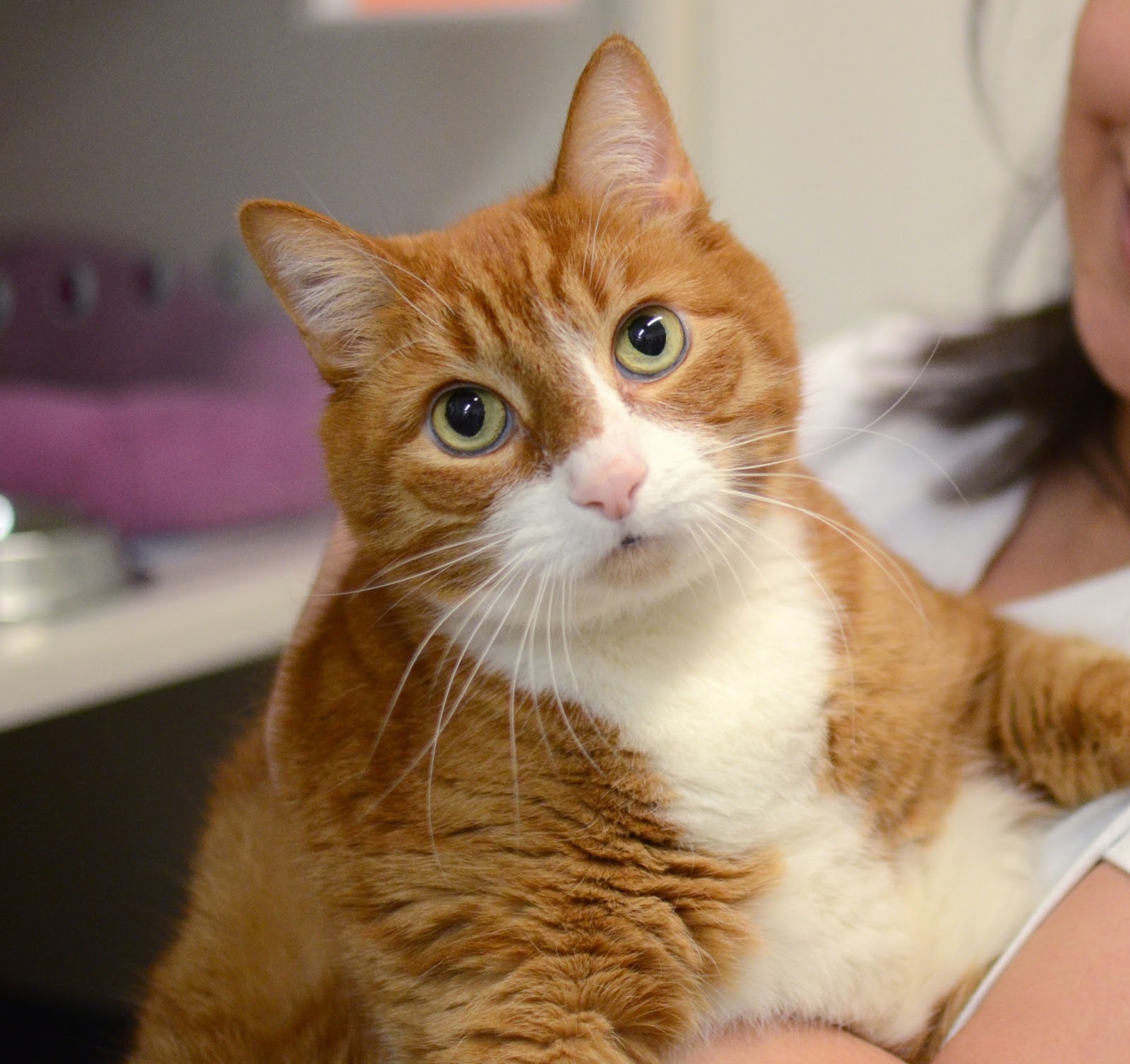 Everything For Ana Adopt Julius Beautiful Kitty From The ASPCA NYC Everything For Ana Adopt Julius Beautiful Kitty From The ASPCA NYC