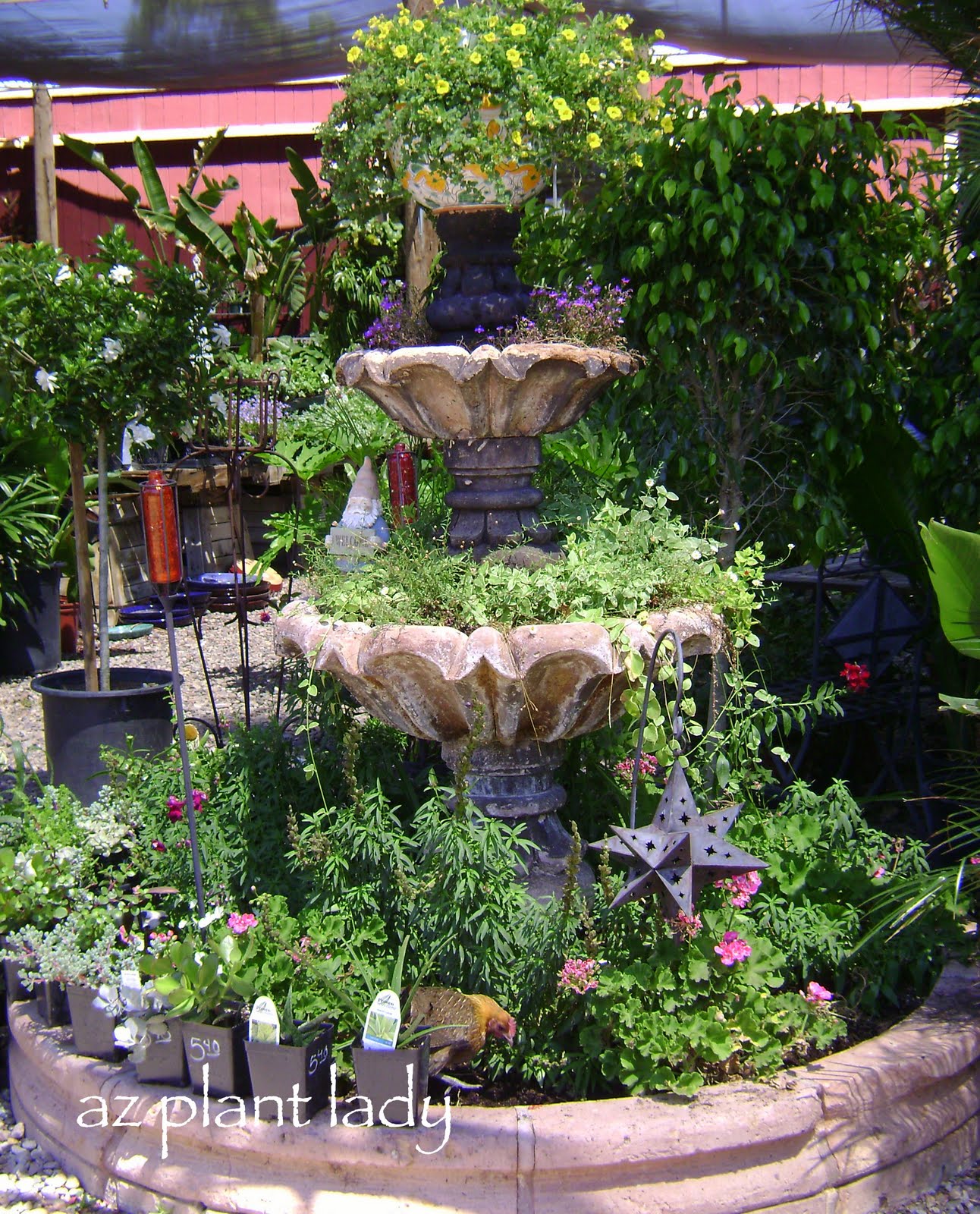 A Fountain Transformed Into a Planter Ramblings from a Desert Garden