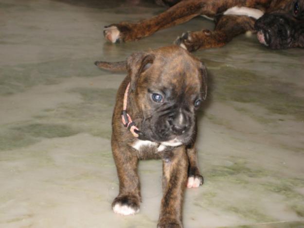 Cute Dogs: Brindle boxer puppies