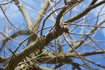 Mango_blush.jpg ROP Digital Photo-Miya Ubick: review-large jpeg