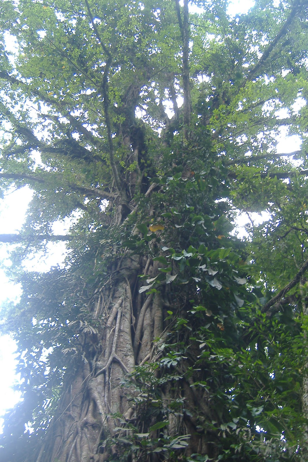 giant tree in Water fall Tinoor