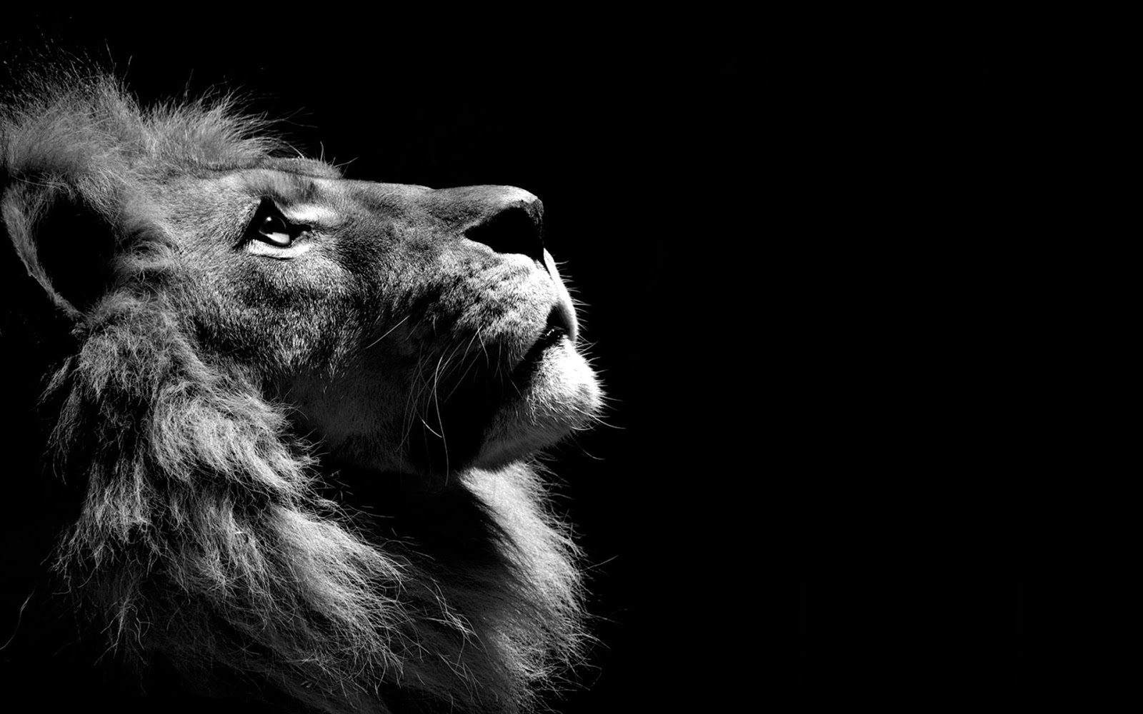 Lion Pictures Wallpaper High Quality Desktop, iphone and android