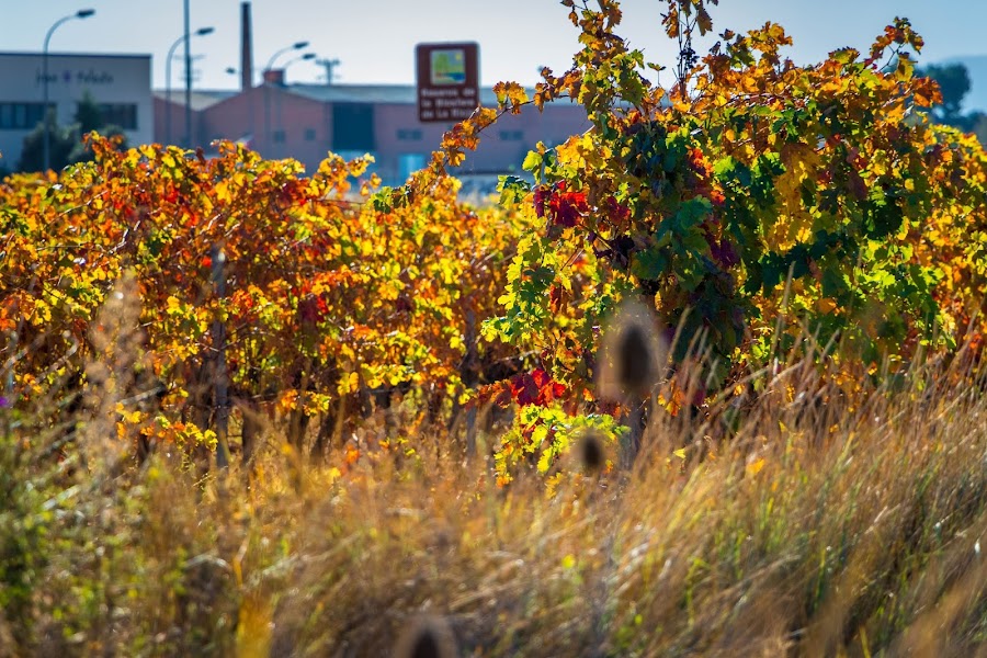 Buscando los colores del otoño