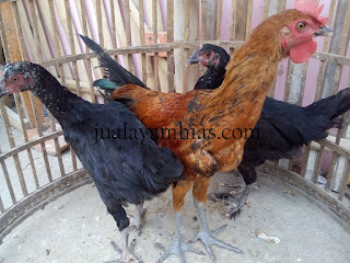 Ayam Pelung Usia 4 Bulan