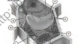 RAJA MASTER SOAL: Soal Bab 4 Sistem Organisasi Kehidupan Kelas VII SMP