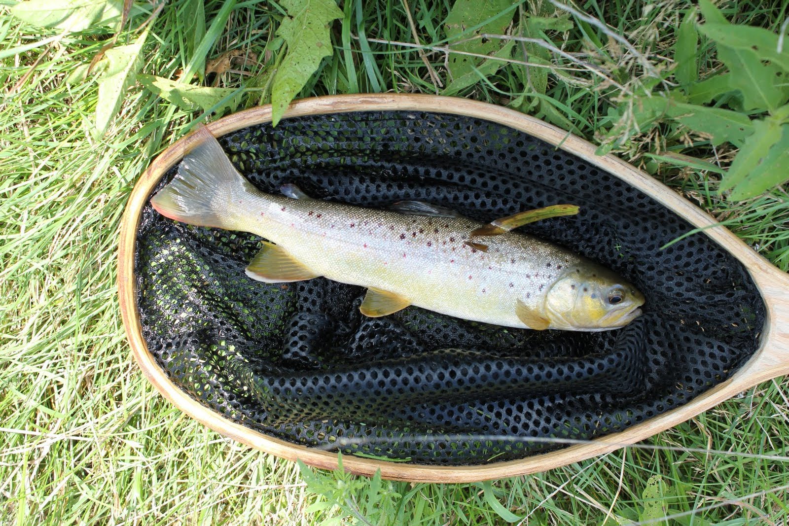 Illinois Wisconsin Fishing crossing paths iowa county trout