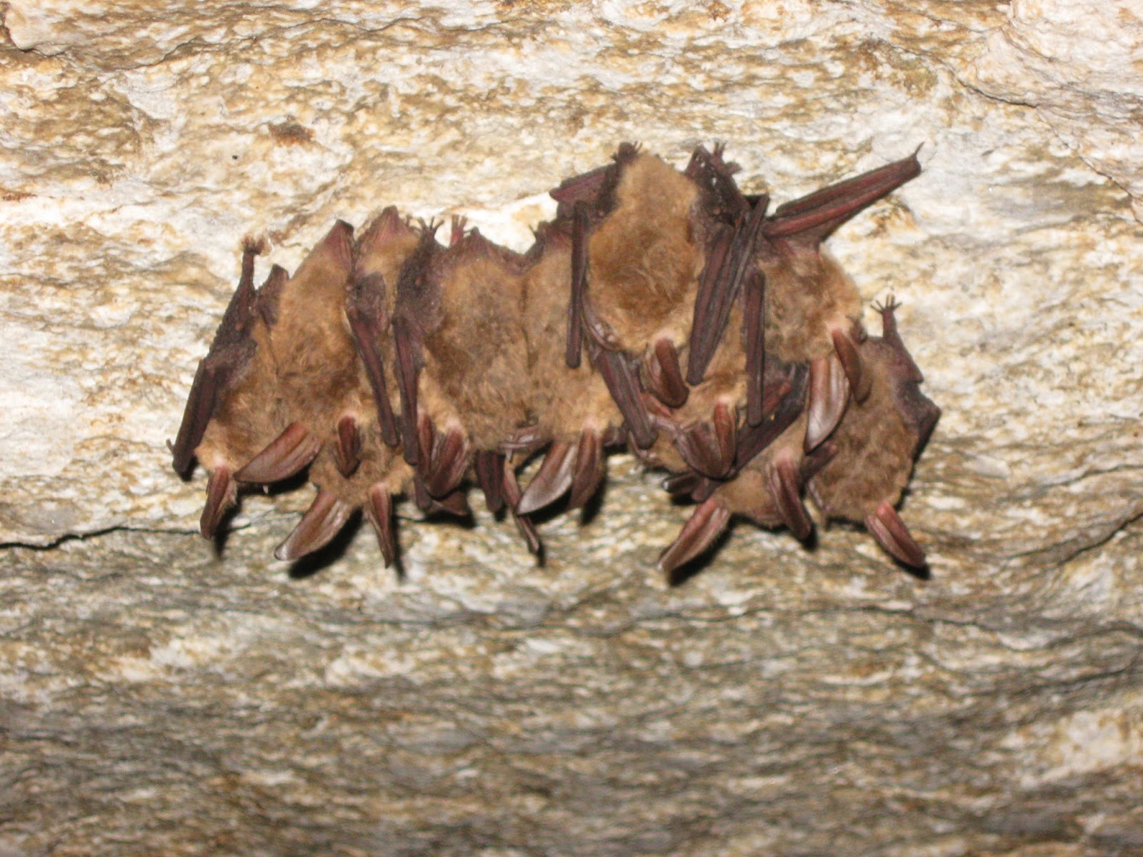 The Kansas Outback WildlifeFifth in a series of the 8 Natural