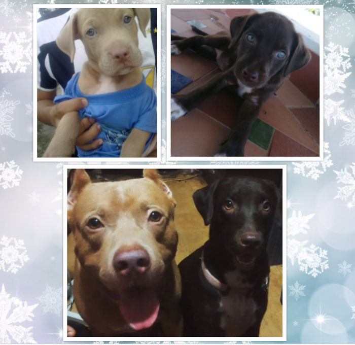 50 Heart-Warming Photos of Animals Growing Up Together - Lex (pitbull) Was The Spoiled Child Until Leah (our Adopted Baby) Came Along, Now They Are Inseparable 50 Heart-Warming Photos of Animals Growing Up Together - Lex (pitbull) Was The Spoiled Child Until Leah (our Adopted Baby) Came Along, Now They Are Inseparable