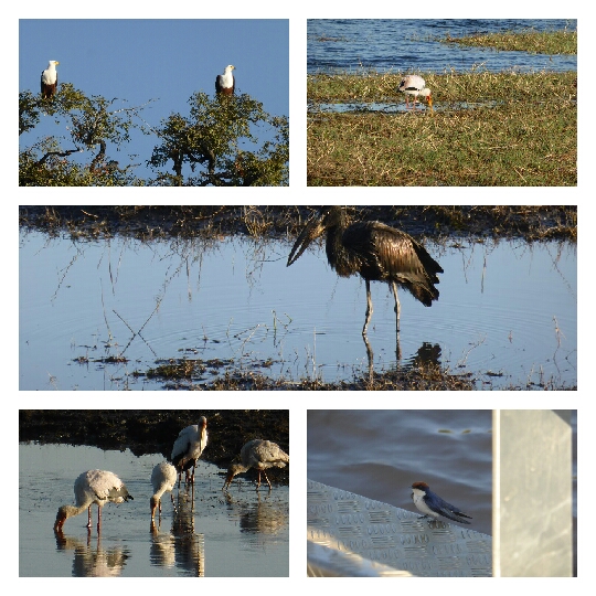 Águila pescadora, cigüeña de pico amarillo, marabú y golondrina colilarga Águila pescadora, cigüeña de pico amarillo, marabú y golondrina colilarga