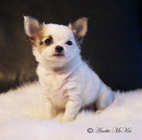 Celebrity Jeg er stolt smart Chihuahua Blogg: februari 2011