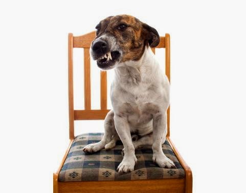 El lenguaje de gruñidos del perro | El rincon de las mascotas!