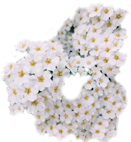Flores brancas Flores brancas