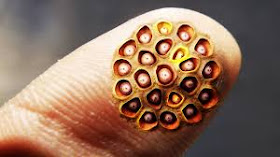 Apa yang anda rasakan saat melihat gambar di bawah  Penyakit TrypoPhobia, Siapa yang Berani Lihat?