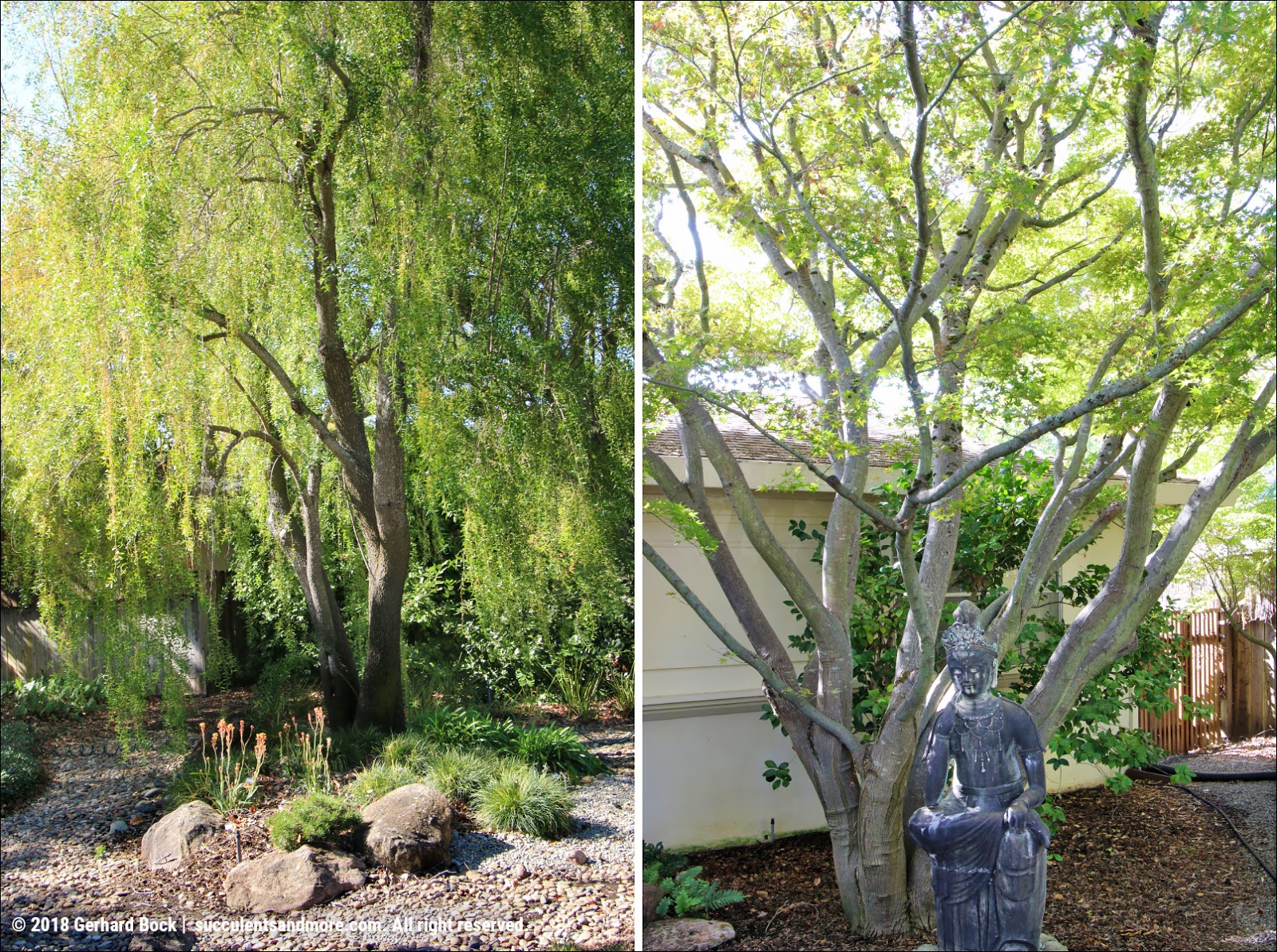Bonsai Progression Cotoneaster Root Over Rock