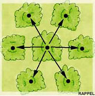 French Vocabulary Illustrated: quinconce