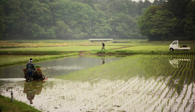 Perkembangan Pertanian Organik Di Indonesia