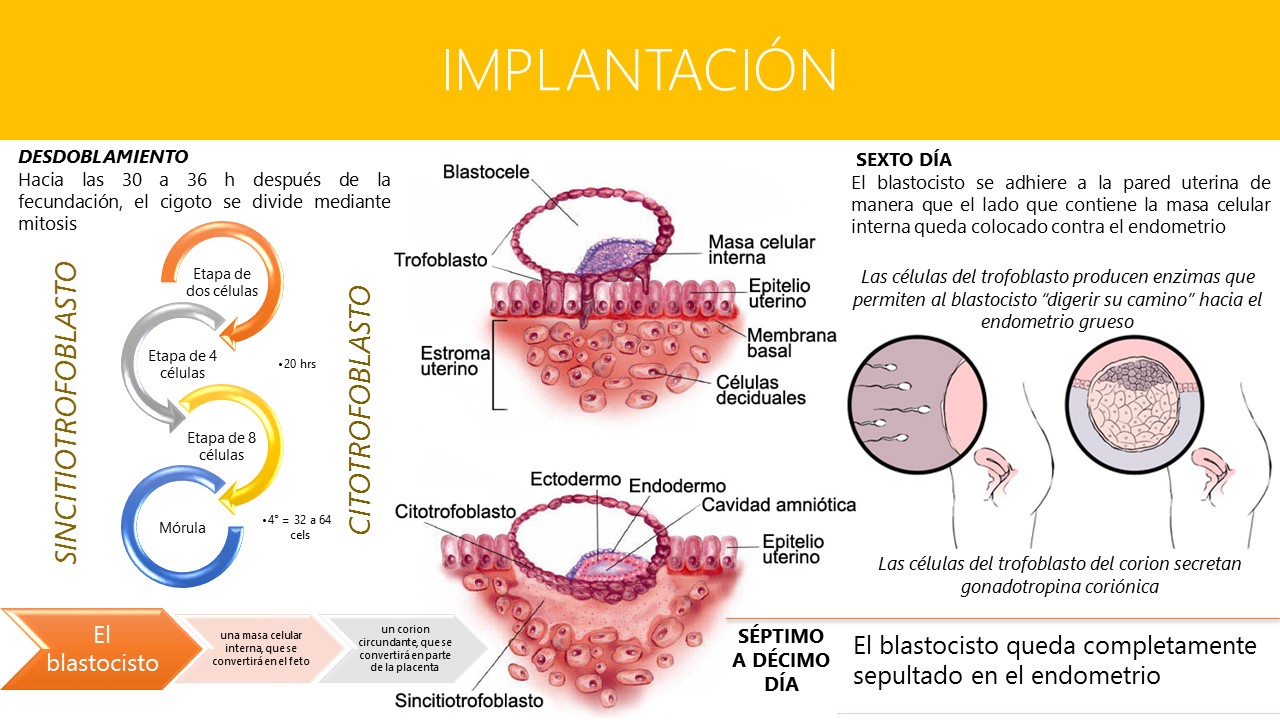 Blog de Evidencias de Fisiología Médica: IMPLANTACIÓN