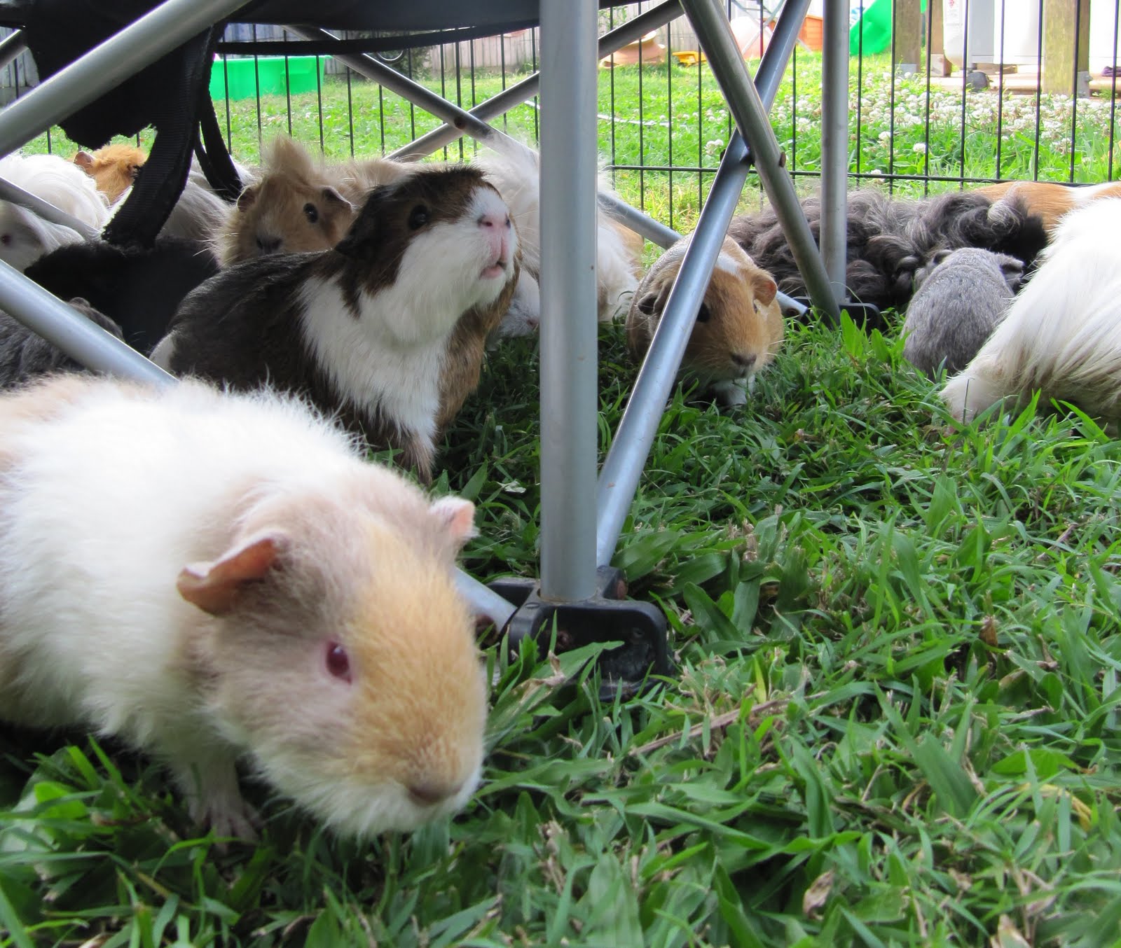 All Things Guinea Pig Weigh in and some confirmed pregnancies