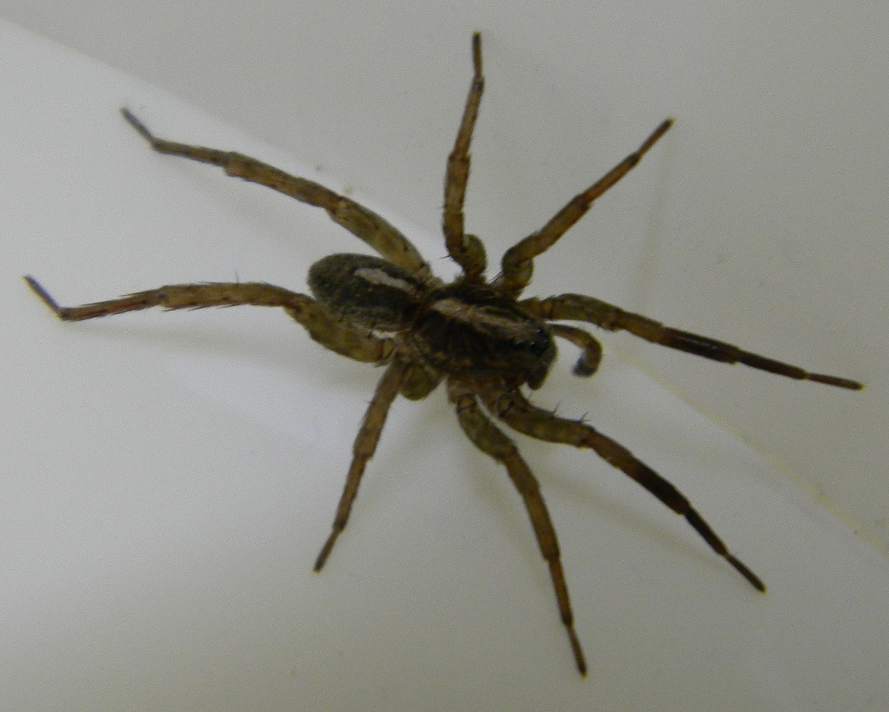 Wolf Spider Michigan Spiders