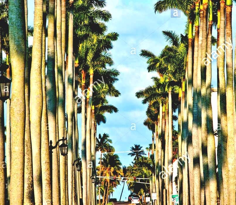 Royal Palm Beach, Florida Royal Palms Florida