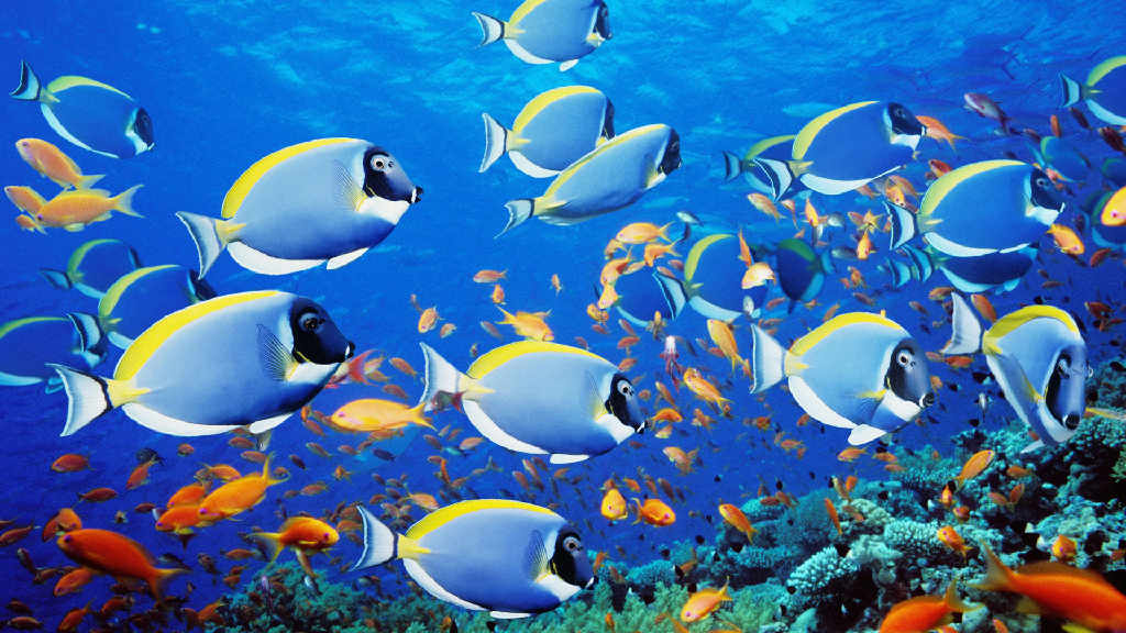 Mengapa Ikan Bisa Bernapas  Di Dalam Air  Blognya Mas Adi