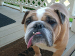 Lucy, our sweet bulldog!
