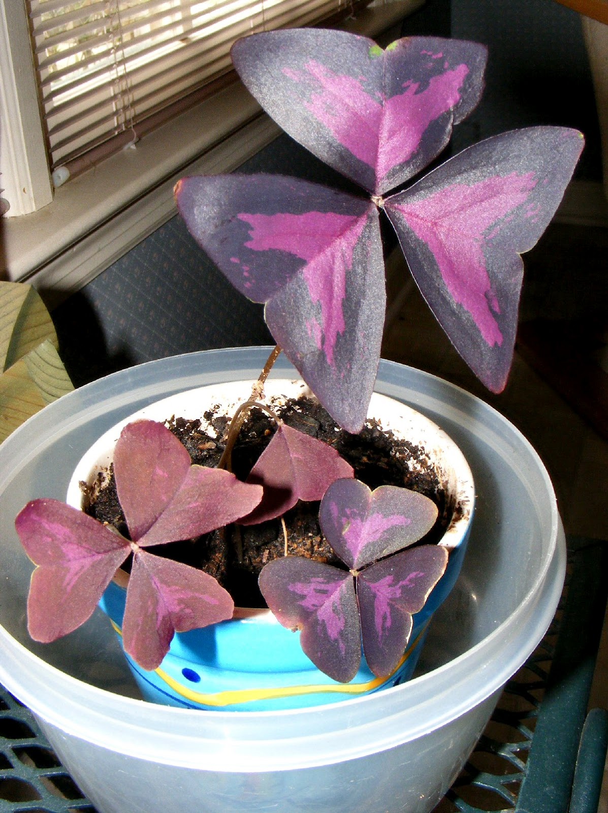 Sweet Freedom Designs Little Purple Shamrock