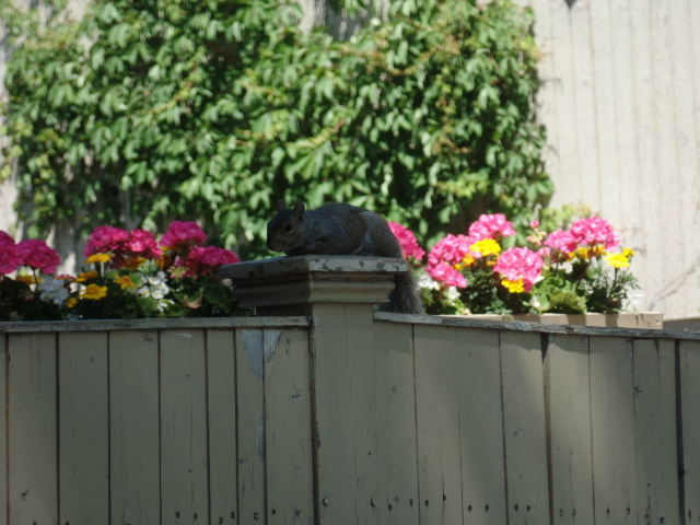 Ana Mardoll's Ramblings: Open Thread: Squirrel on Fence